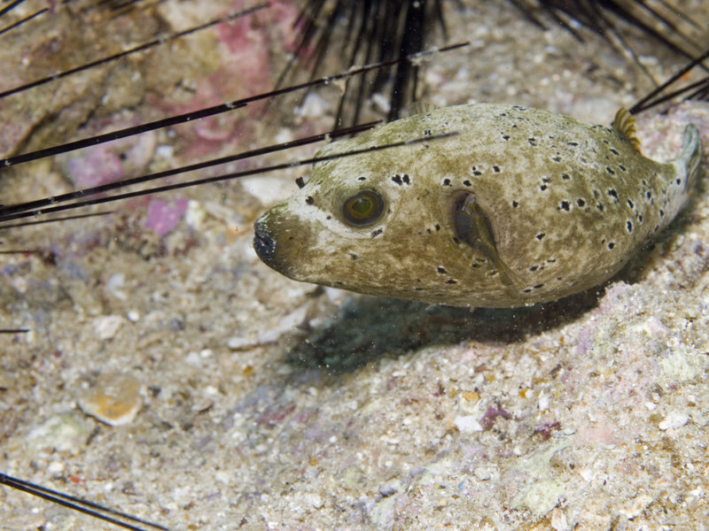 Puffer Fish, Ko Bida